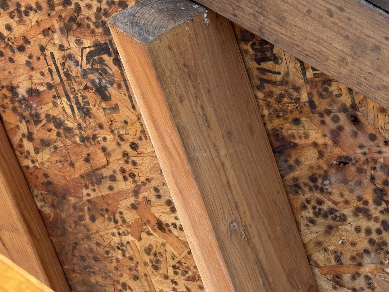 Close-up of dark mold spots covering OSB decking between roof trusses